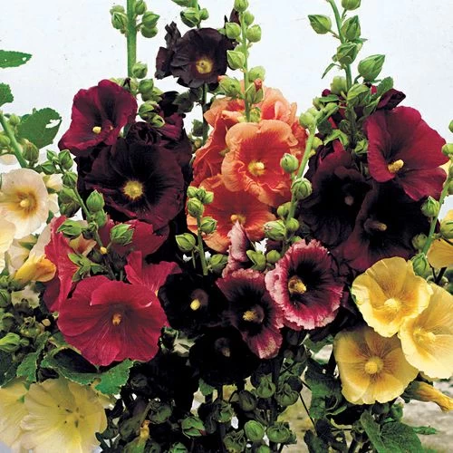 Old Barnyard Mix Hollyhock 3 Old Barnyard Mix Hollyhock