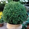 Green Velvet Boxwood -Botanical Bliss v1089