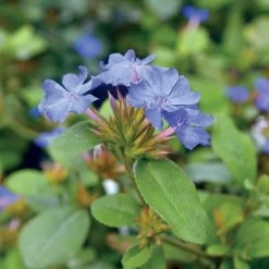 Blue Plumbago