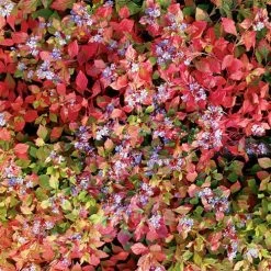 Blue Plumbago -Botanical Bliss v1093 2