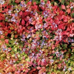 Blue Plumbago -Botanical Bliss v1093 3