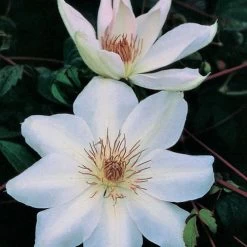 Henryi Clematis -Botanical Bliss v1095 1
