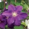 Clematis 'Jackmanii' -Botanical Bliss v1096