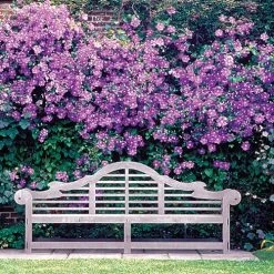 Clematis 'Jackmanii' -Botanical Bliss v1096 2