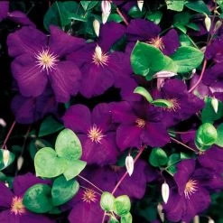 Clematis 'Jackmanii' -Botanical Bliss v1096 3