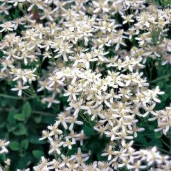 Clematis Sweet Autumn