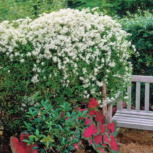 Clematis Sweet Autumn 4 Clematis Sweet Autumn - Image 2