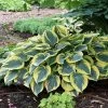 Hosta 'First Frost' Plantain Lily -Botanical Bliss v1147