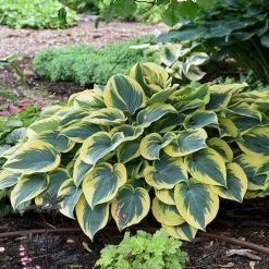 Hosta 'First Frost' Plantain Lily