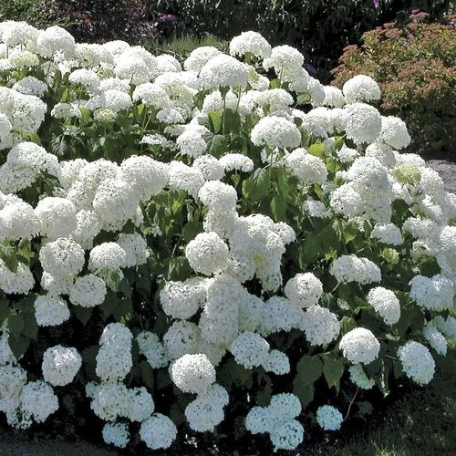 Hydrangea 'Annabelle' 3 Hydrangea 'Annabelle'