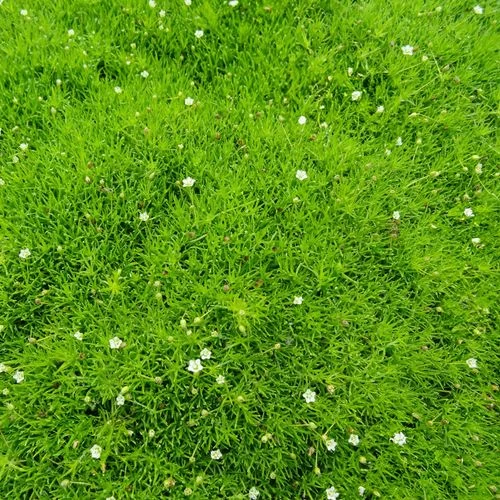 Sagina Iris Moss 3 Sagina Iris Moss