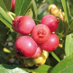 Vaccinium 'Pink Lemonade' Blueberry