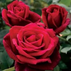 Mister Lincoln Hybrid Tea Rose