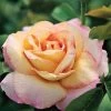 Peace Hybrid Tea Rose -Botanical Bliss v1230
