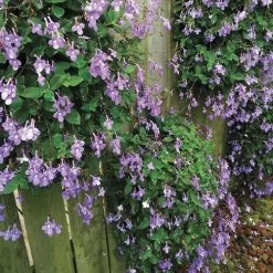 Growin' Bags 10 Hole -Botanical Bliss v1555 3