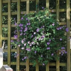 Growin' Bags 10 Hole -Botanical Bliss v1555 4