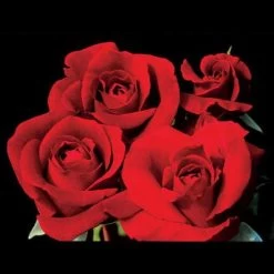 Don Juan Climbing Rose -Botanical Bliss v1571 2