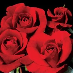 Don Juan Climbing Rose -Botanical Bliss v1571 3