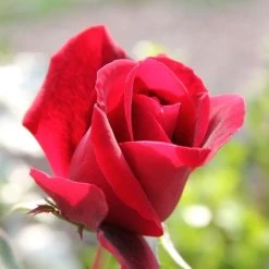 Don Juan Climbing Rose -Botanical Bliss v1571 4