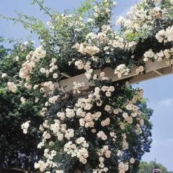 New Dawn Climbing Rose