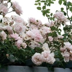 New Dawn Climbing Rose -Botanical Bliss v1575 2