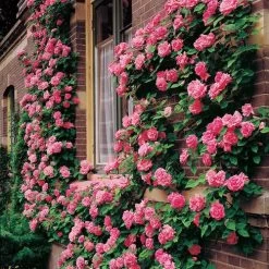 Zephirine Drouhin Climbing Rose