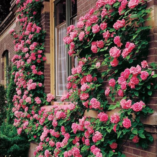 Zephirine Drouhin Climbing Rose 3 Zephirine Drouhin Climbing Rose