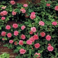 Zephirine Drouhin Climbing Rose 12 Zephirine Drouhin Climbing Rose -Botanical Bliss v1577 3