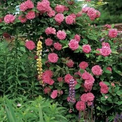 Zephirine Drouhin Climbing Rose 13 Zephirine Drouhin Climbing Rose -Botanical Bliss v1577 4