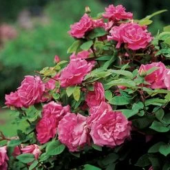 Zephirine Drouhin Climbing Rose 14 Zephirine Drouhin Climbing Rose -Botanical Bliss v1577 5