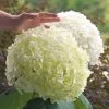 Hydrangea Incrediball® Smooth Hydrangea -Botanical Bliss v1584