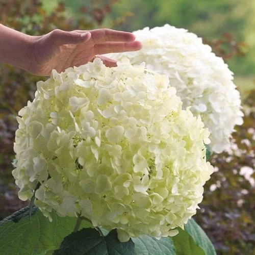 Hydrangea Incrediball® Smooth Hydrangea 3 Hydrangea Incrediball® Smooth Hydrangea