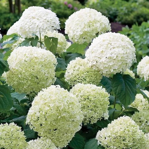 Hydrangea Incrediball® Smooth Hydrangea 4 Hydrangea Incrediball® Smooth Hydrangea - Image 2