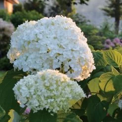 Hydrangea Incrediball® Smooth Hydrangea 11 Hydrangea Incrediball® Smooth Hydrangea -Botanical Bliss v1584 2