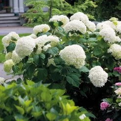 Hydrangea Incrediball® Smooth Hydrangea 12 Hydrangea Incrediball® Smooth Hydrangea -Botanical Bliss v1584 3