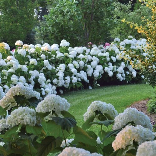 Hydrangea Incrediball® Smooth Hydrangea 7 Hydrangea Incrediball® Smooth Hydrangea - Image 5