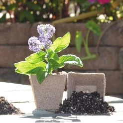 Jiffypots® Square Biodegradable (Pack Of 100) -Botanical Bliss v1593 3