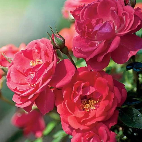 Oso Easy® Mango Salsa Shrub Rose 3 Oso Easy® Mango Salsa Shrub Rose