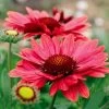 Gaillardia 'Arizona Red Shades' -Botanical Bliss v1644