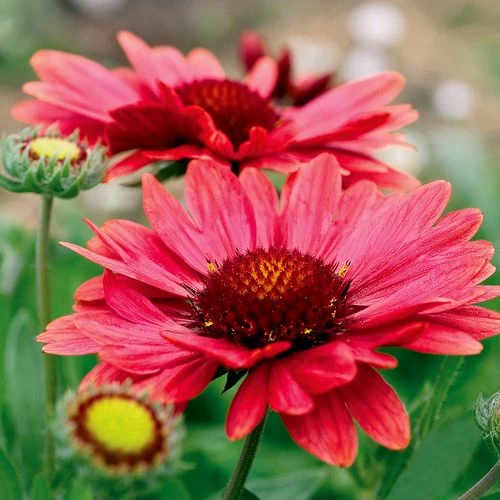 Gaillardia 'Arizona Red Shades' 3 Gaillardia 'Arizona Red Shades'