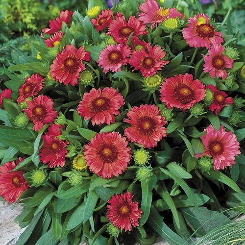 Gaillardia 'Arizona Red Shades' 4 Gaillardia 'Arizona Red Shades' - Image 2