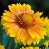 'Arizona Apricot' Gaillardia 2 'Arizona Apricot' Gaillardia -Botanical Bliss v1646