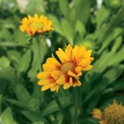 'Arizona Apricot' Gaillardia -Botanical Bliss v1646 2