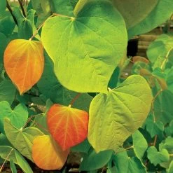 The Rising Sun™ Redbud