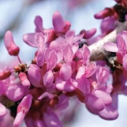 The Rising Sun™ Redbud 7 The Rising Sun™ Redbud -Botanical Bliss v1650 2
