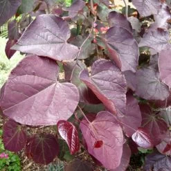 Ruby Falls Redbud -Botanical Bliss v1651 2