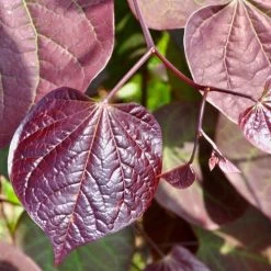 Ruby Falls Redbud -Botanical Bliss v1651 3