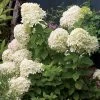 Hydrangea Little Lime® Panicle Hydrangea -Botanical Bliss v1658