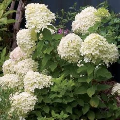 Hydrangea Little Lime® Panicle Hydrangea