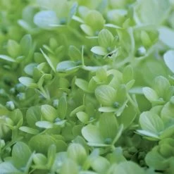 Hydrangea Little Lime® Panicle Hydrangea -Botanical Bliss v1658 2